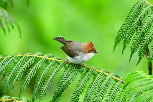 A Bird’s Eye View of Borneo’s Avian Wonders