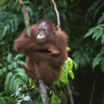 5 Best Places To See Orangutans in Borneo