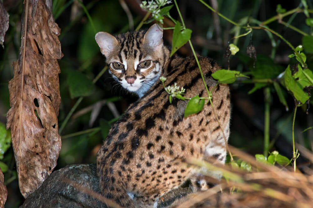 Where to see wild cats in Borneo? Sabah, Malaysian Borneo