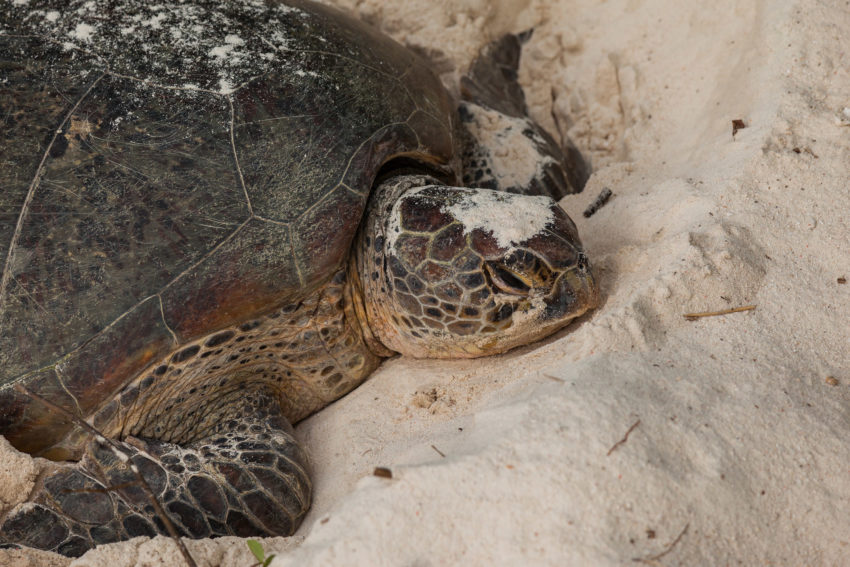 Turtle Islands Park - 7 Tempat Menarik di Sabah Malaysia yang Harus Masuk Itinerary