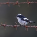 Birding : Kinabalu National Park & Kota Kinabalu