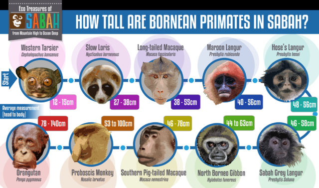 Bornean Primates in Sabah